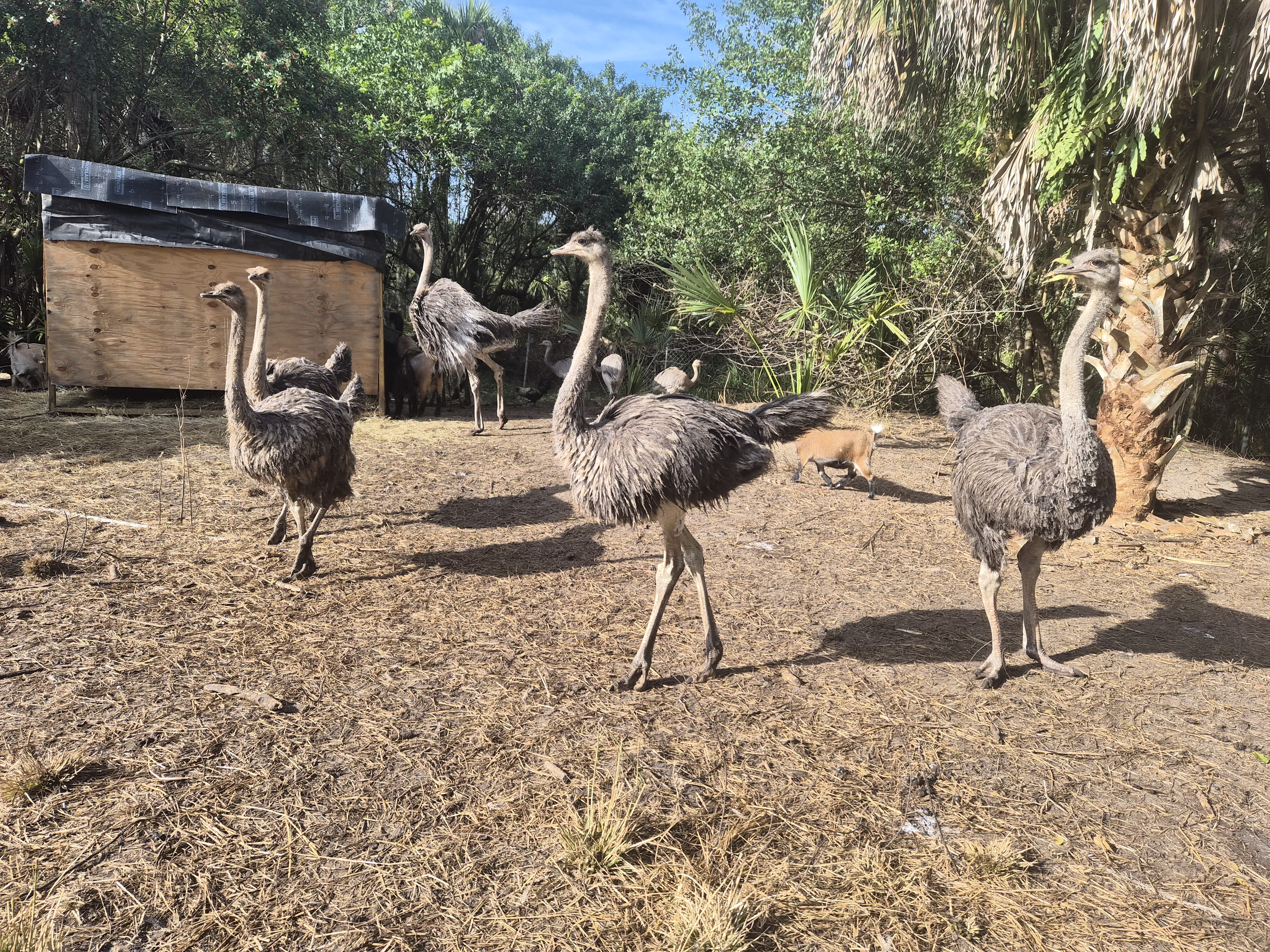 Other Ratites at Cassowary Conservancy of North America